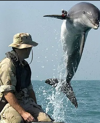 Équipement pour dauphins